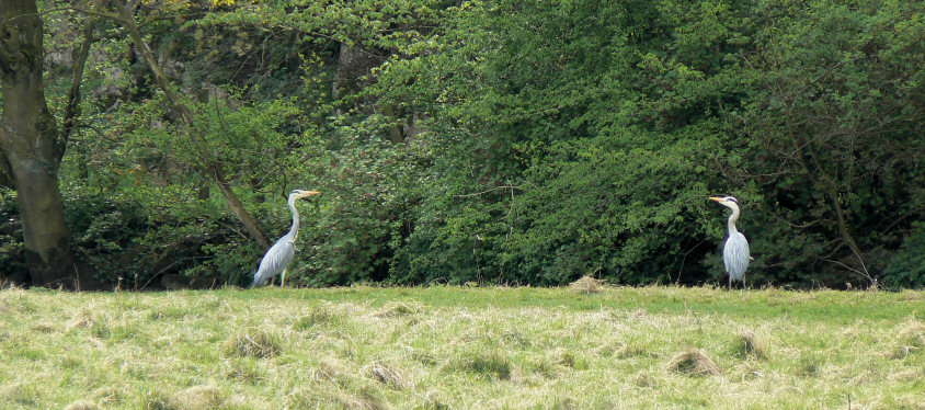 Dove Dale Dove Dale